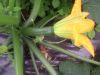 Courgette ronde