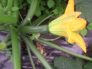 Courgette ronde