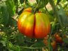 Tomate Cœur de bœuf