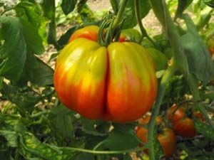 Tomate Cœur de bœuf