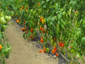 Tomate cornu