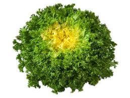 Frisée