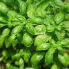 Basilic