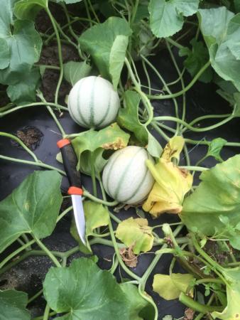 Melon