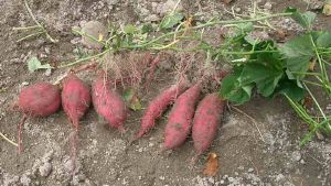 Patate Douce rouge