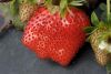 Fraise