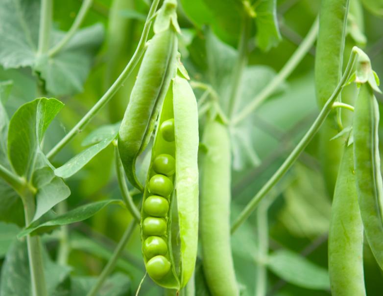 Petit pois