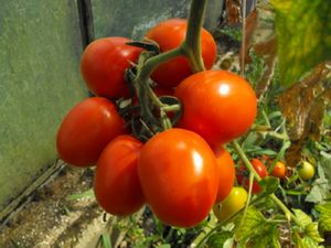 Tomate olivette