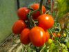 Tomate olivette