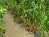 Tomate cornu