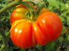  Tomates