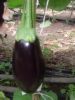 Aubergine