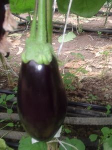Aubergine