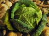 Demi Choux vert