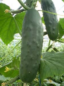 Concombre jardin