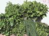 Herbes aromatiques