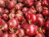 Oignons rouge