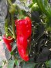 Poivron  long  rouge
