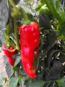 Poivron  long  rouge