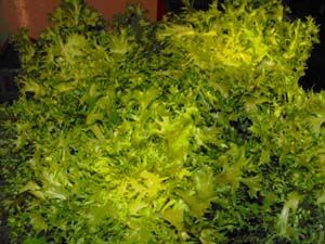 Frisée
