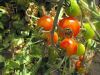 Tomate cerise