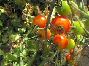 Tomate cerise
