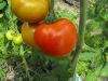 Tomate ronde