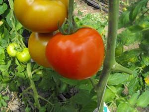 Tomate ronde